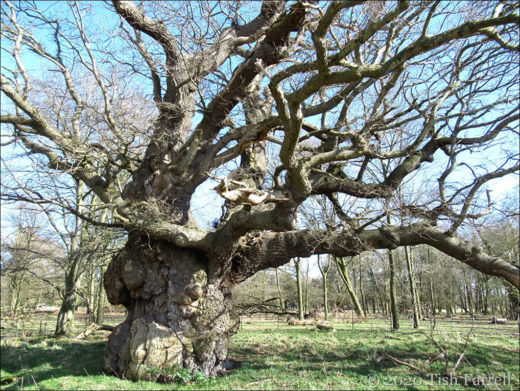 From Screen to Soil: Reclaiming Our Roots Among Shropshire's Ancient Trees