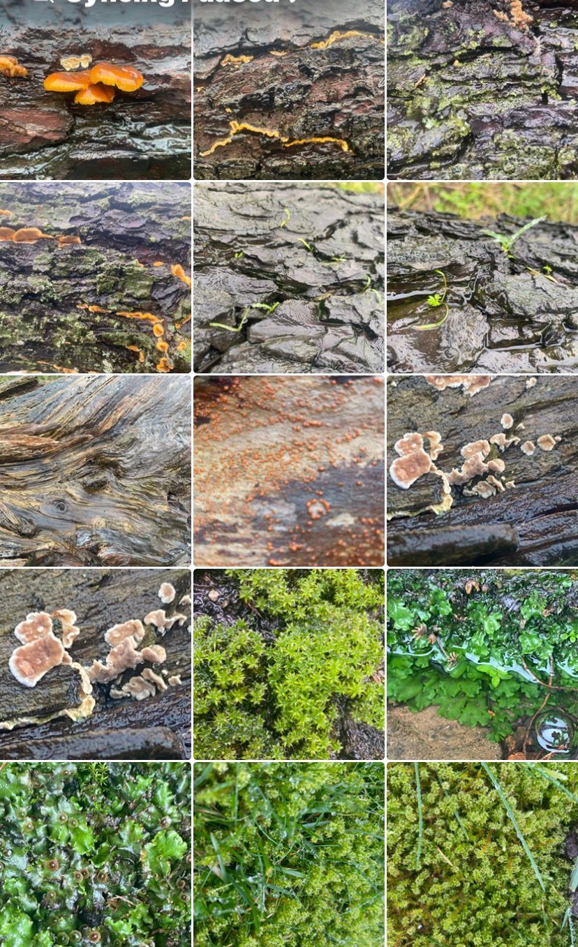 Cyanobacteria, Cryptogams and Carbon Sequestration