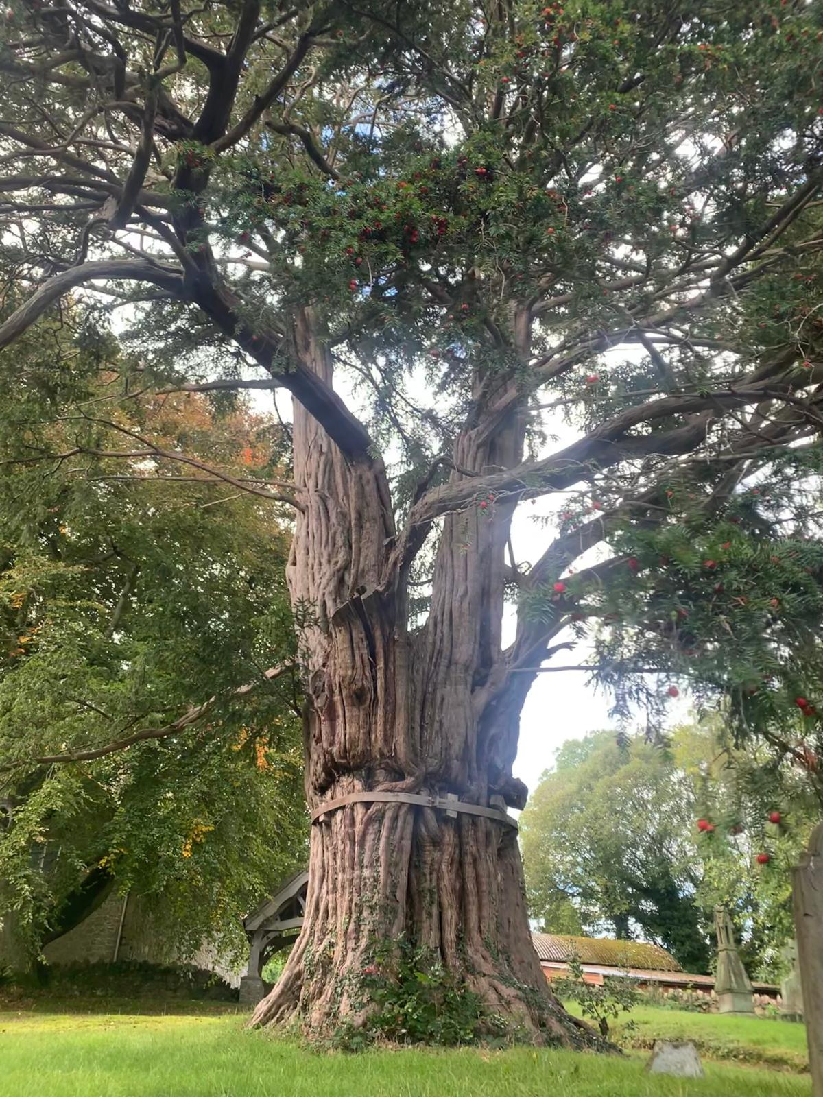 1500 year old yew in Church Preen
