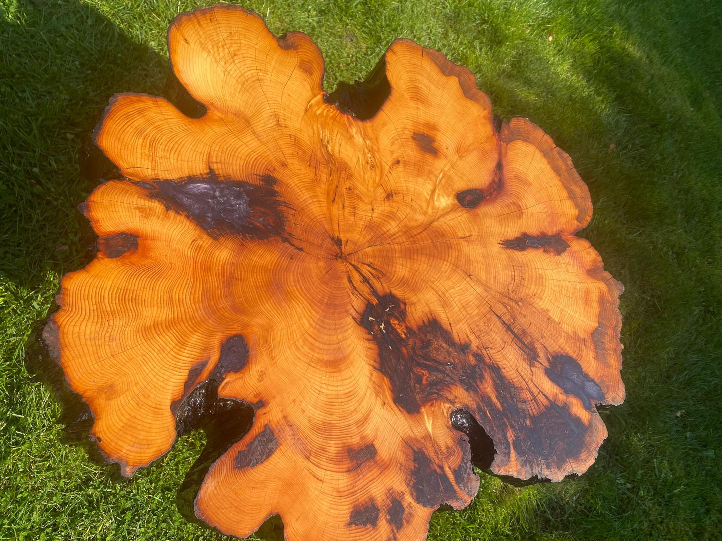Unique Yew Coffee/Side Table